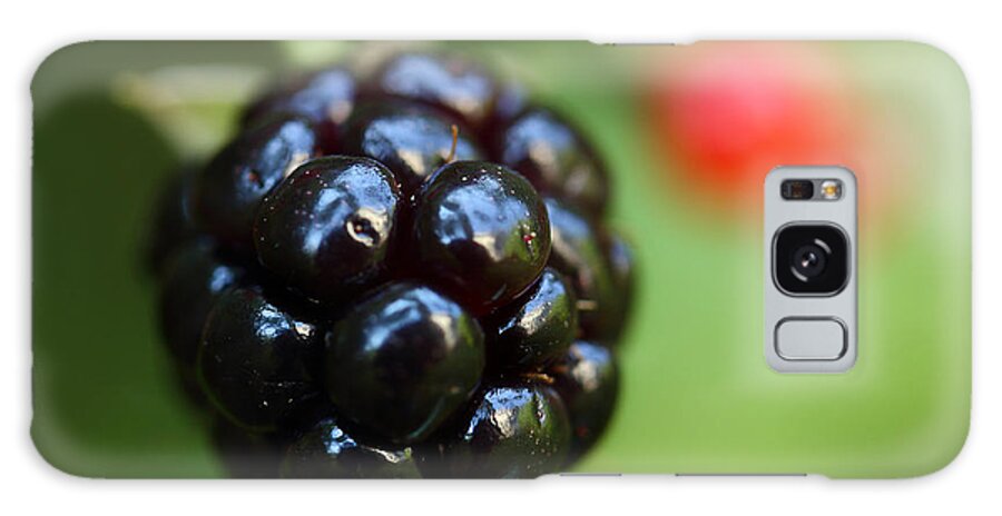 Wild Blackberry Galaxy Case featuring the photograph Blackberry On The Vine by Michael Eingle