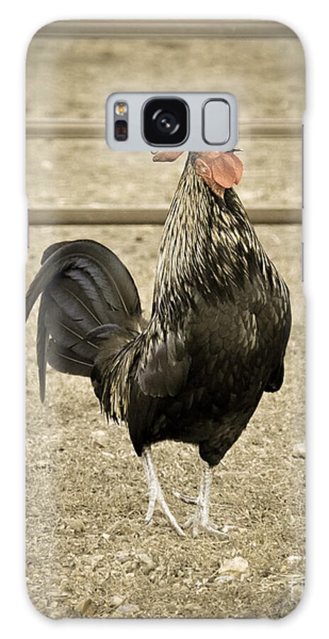 Rooster Galaxy Case featuring the photograph Blackbird Crowing by Cheryl McClure