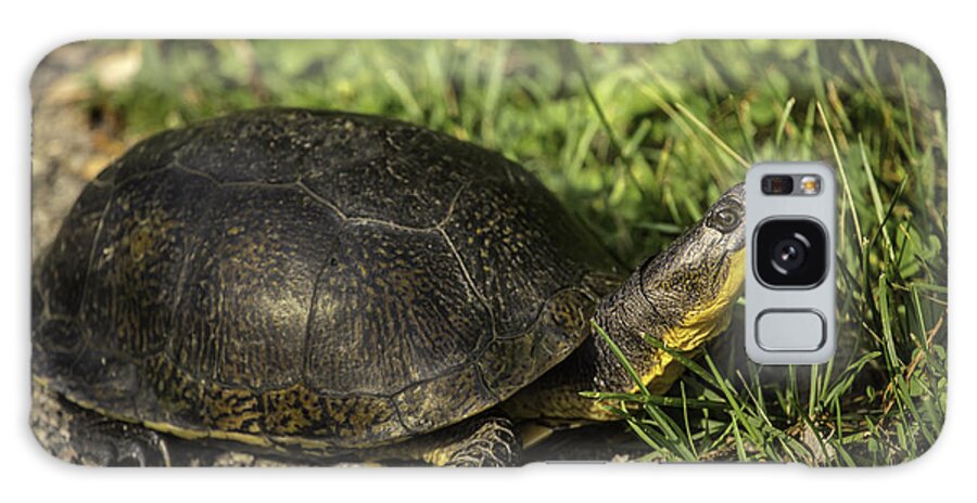 Blanding's Turtle (emys Blandingii Or Emydoidea Blandingii) Galaxy Case featuring the photograph Blanding's Turtle by Thomas Young