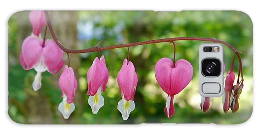Bleeding Hearts Galaxy Case featuring the photograph Bleeding Hearts by Peter Mooyman