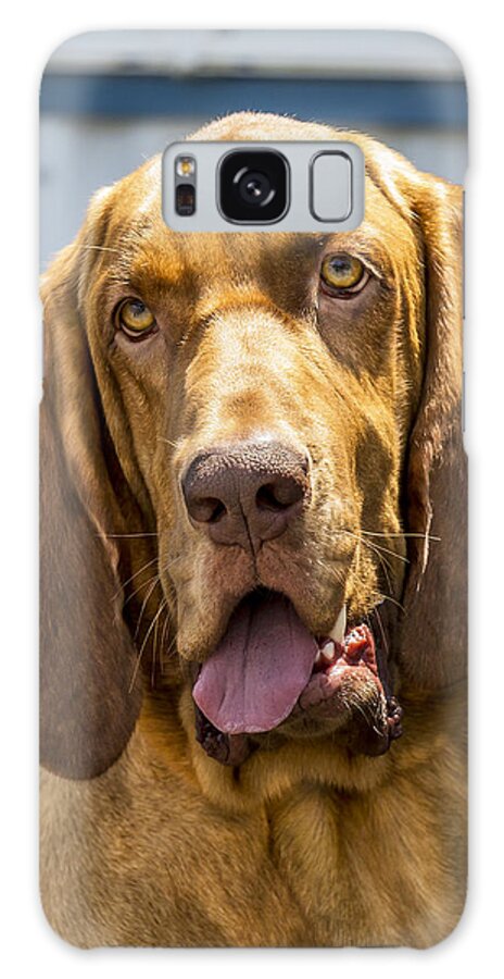 George Galaxy Case featuring the photograph Bloodhound by Bill Linhares