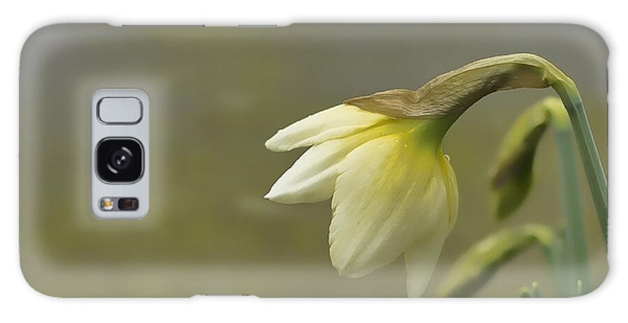 Daffodil Wall Art Galaxy Case featuring the photograph Blooming Daffodils by Ron Roberts