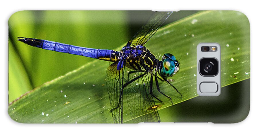 Pachydiplax Longipennis Galaxy S8 Case featuring the photograph Blue Dasher by Christopher Perez