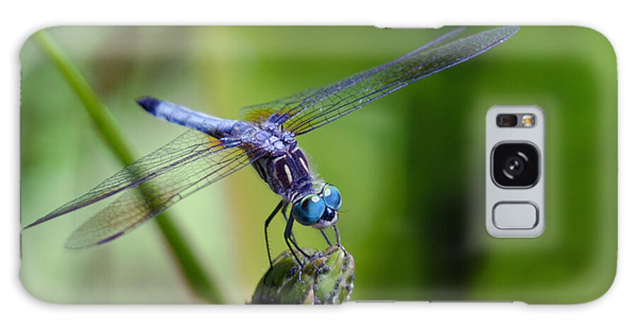 Animals Galaxy Case featuring the photograph Blue Dragonfly by Jim Shackett