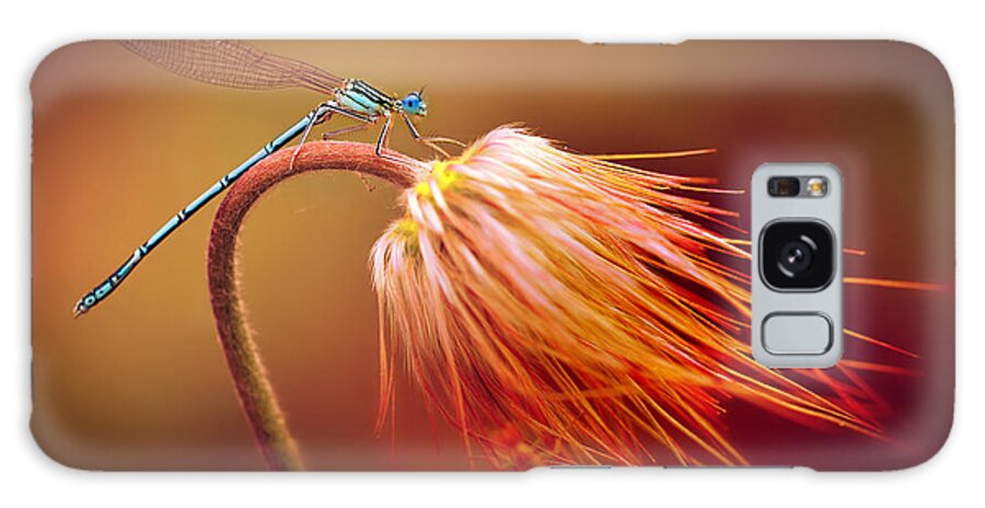 Close Up Galaxy Case featuring the photograph Blue dragonfly on a dry flower by Jaroslaw Blaminsky
