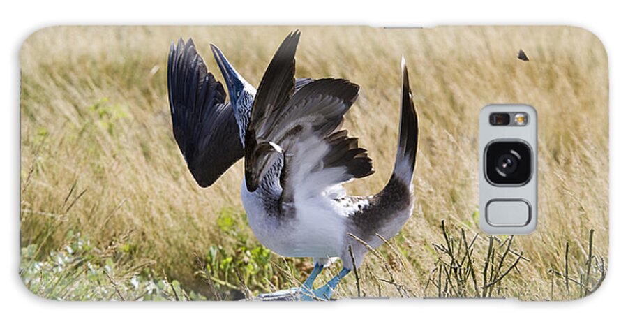 Blue-footed Booby Galaxy Case featuring the photograph Blue-footed Courtship Behavior by William H. Mullins