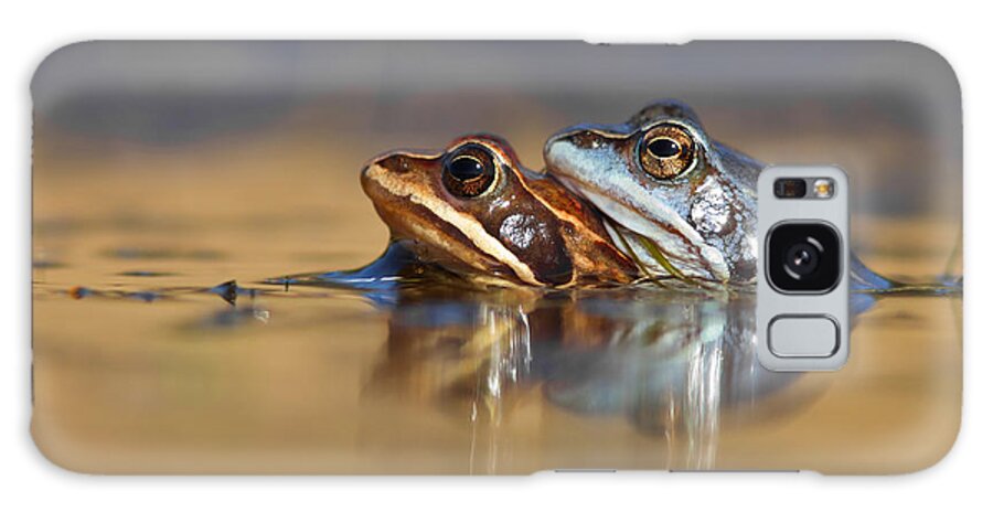 Rana Arvalis Galaxy Case featuring the photograph Blue Love ... Mating moor frogs by Roeselien Raimond
