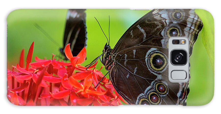 Back Galaxy S8 Case featuring the photograph Blue Morpho Butterfly (morpho Peleides by Chuck Haney