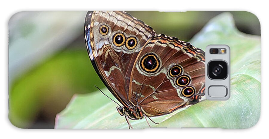 Butterfly Galaxy Case featuring the photograph Blue Morpho Butterfly by Teresa Zieba