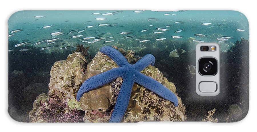 Pete Oxford Galaxy Case featuring the photograph Blue Sea Star On Coral Reef Fiji by Pete Oxford