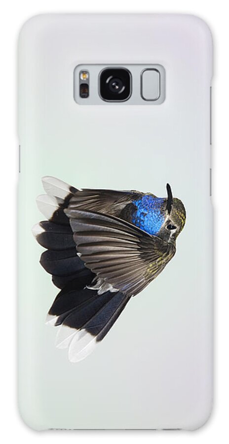 Bird Galaxy Case featuring the photograph Blue-Throated Hummingbird - Wings Forward by Gregory Scott