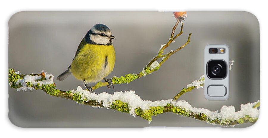 Snow Galaxy Case featuring the photograph Blue Tit Perched On Snowy Branch With by Mike Powles