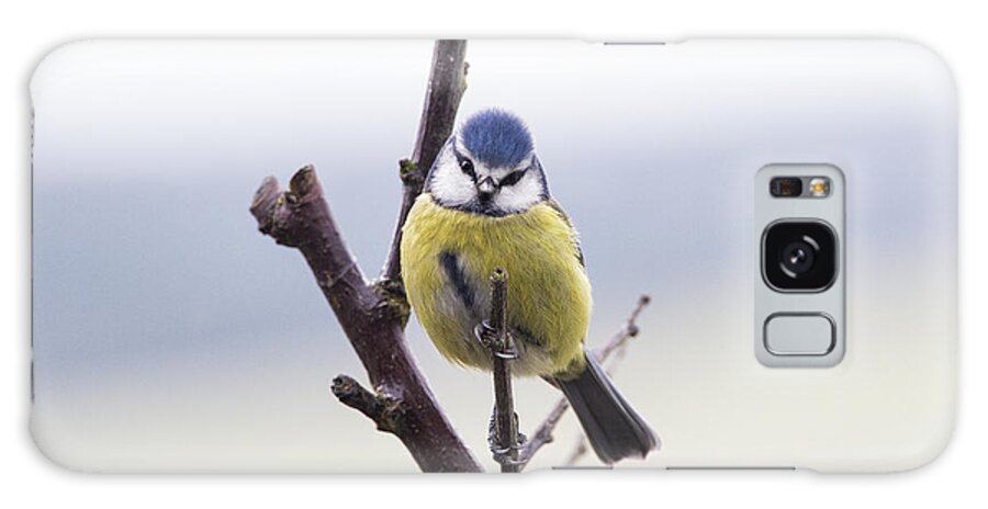 Blue Tit Galaxy Case featuring the photograph Blue Tit by Tim Gainey