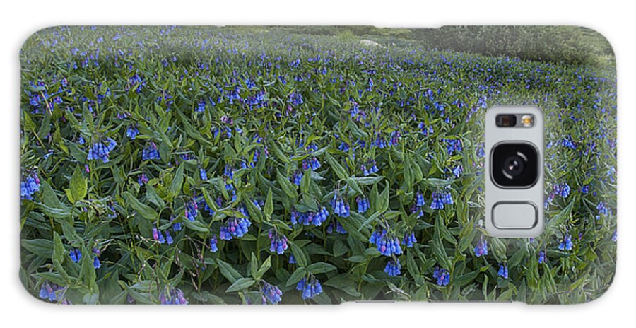 Meadow Galaxy Case featuring the photograph Bluebell Bounty by Morris McClung