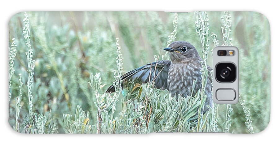 Birds Galaxy S8 Case featuring the photograph Bluebird In Sage by Yeates Photography