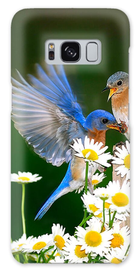 Bluebirds Galaxy Case featuring the photograph Bluebirds and Daisies by Randall Branham