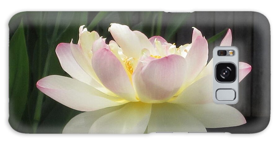 Lotus Galaxy Case featuring the photograph Blush by Kathie Chicoine