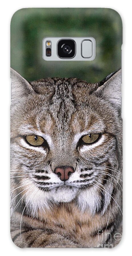 Bobcat Galaxy S8 Case featuring the photograph Bobcat Portrait Wildlife Rescue by Dave Welling