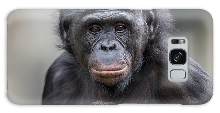 Feb0514 Galaxy Case featuring the photograph Bonobo by San Diego Zoo