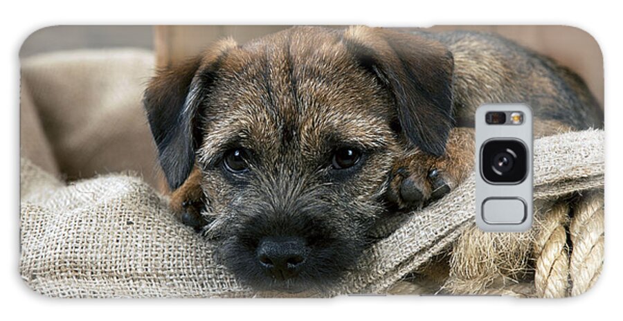 Dog Galaxy Case featuring the photograph Border Terrier Puppy Dog by John Daniels