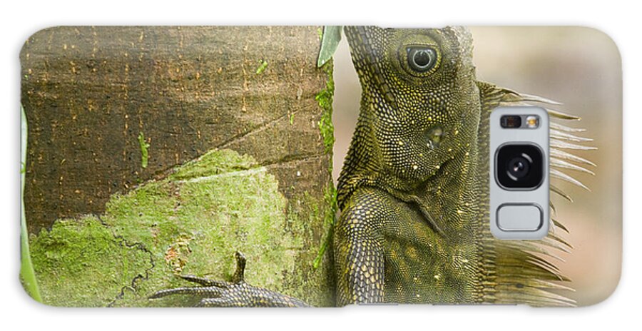 Feb0514 Galaxy Case featuring the photograph Borneo Anglehead Lizard Male Sabah by Sebastian Kennerknecht