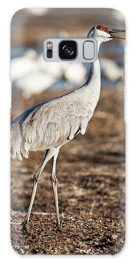 Aves Galaxy Case featuring the photograph Bosque Del Apache National Wildlife by Rick A Brown