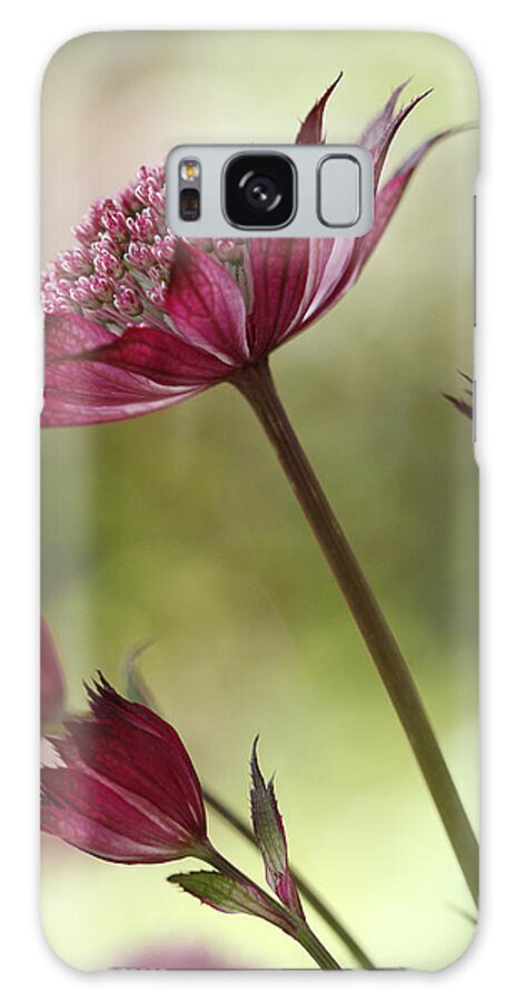 Connie Handscomb Galaxy Case featuring the photograph Botanica by Connie Handscomb