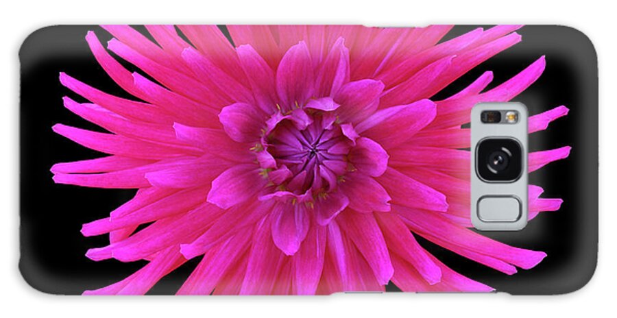 Haslemere Galaxy Case featuring the photograph Bright Pink Cactus Dahlia On Black by Rosemary Calvert