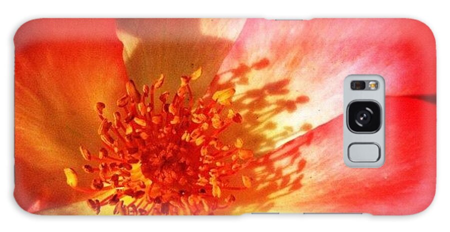 Flower Galaxy Case featuring the photograph Brilliant Summer Rose by Anna Porter