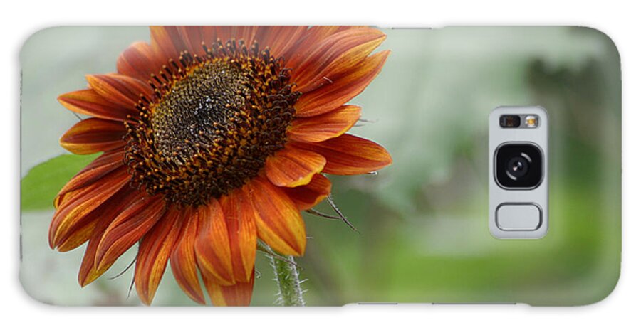 Sunflower Galaxy Case featuring the photograph Bronze Sunflower by Living Color Photography Lorraine Lynch