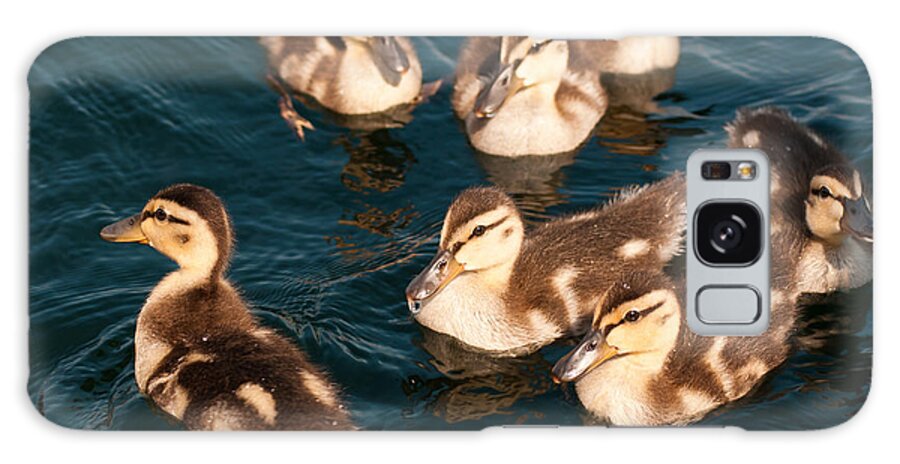 Ducks Galaxy Case featuring the photograph Brothers and Sisters by Brenda Jacobs