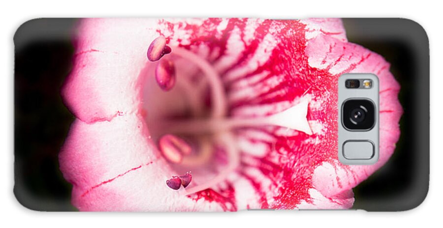 Botanical Galaxy Case featuring the photograph Budding Flower by John Wadleigh