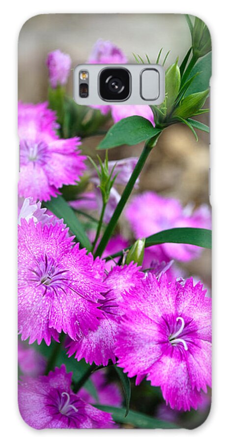 Flowers Galaxy Case featuring the photograph Buds and Blooms 1 by George Taylor