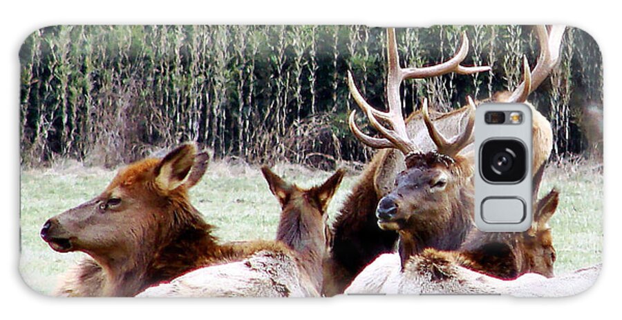 Elk Galaxy Case featuring the photograph Bull Elk and his girls 2 by Mary Halpin