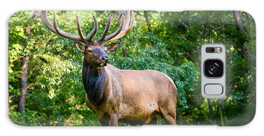 6x6 Galaxy Case featuring the photograph Bull Elk by Ronald Lutz