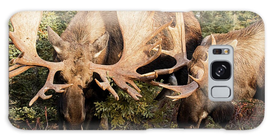 Bull Moose Galaxy S8 Case featuring the photograph Bull Moose Alces Alces Play Fighting by Doug Lindstrand