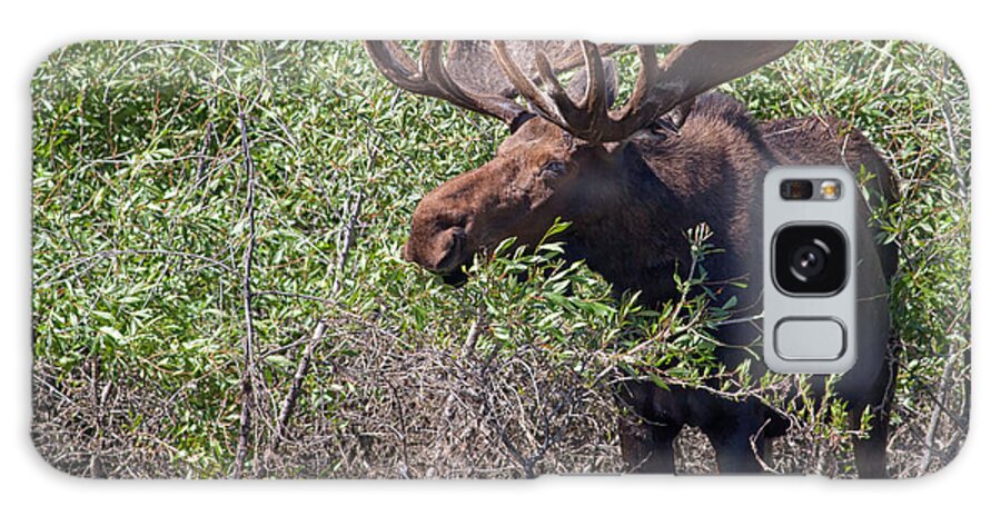 Bull Moose Galaxy Case featuring the photograph Bull Moose in Grand Tetons National Park by Natural Focal Point Photography