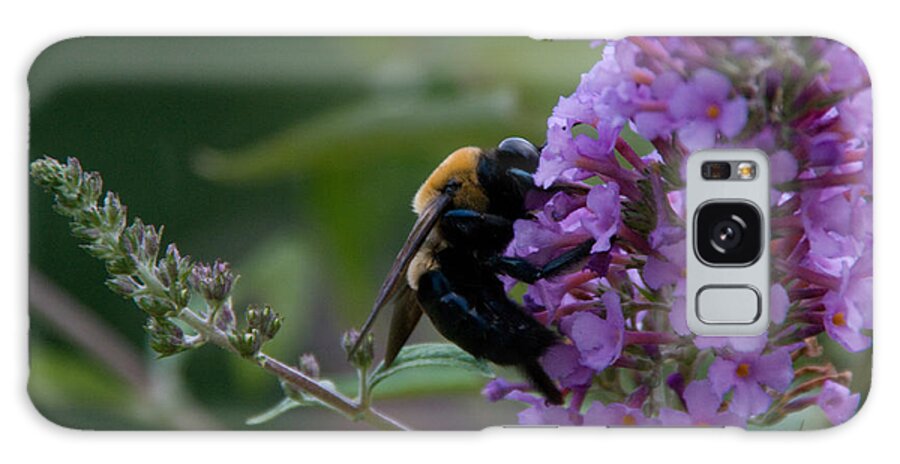 Nature Galaxy Case featuring the photograph Busy Bee by Greg Graham