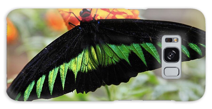 Butterfly - Jose Carlos Fernandes De Andrade Galaxy Case featuring the photograph Butterfly by Jose Carlos Fernandes De Andrade