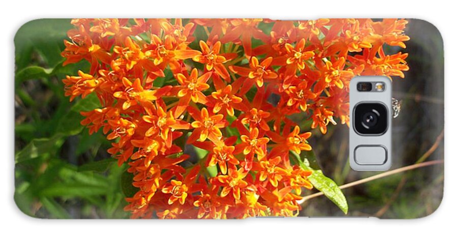 Nature Galaxy Case featuring the photograph Butterfly Milkweed by David Pickett