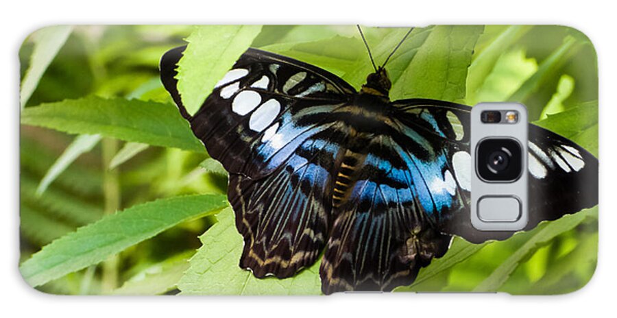 Blue Galaxy Case featuring the photograph Butterfly on Leaf  by Lars Lentz