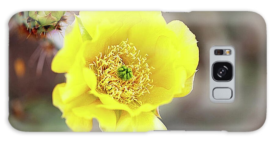 Bud Galaxy Case featuring the photograph Cactus Flower by Barbaracarrollphotography