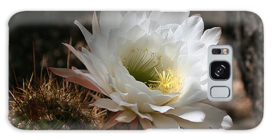 Cactus Flower Full Bloom Galaxy Case featuring the photograph Cactus Flower Full Bloom by Tom Janca