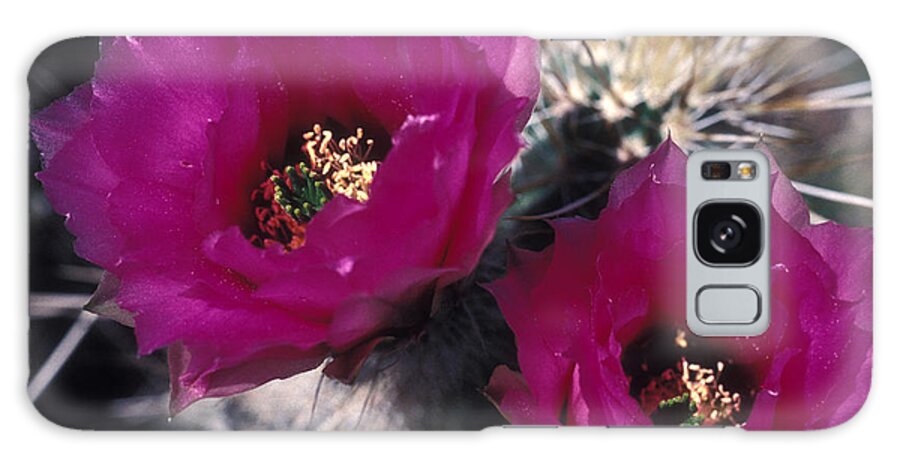 Arizona Galaxy Case featuring the photograph Cactus Wildflower by Lyle Leduc