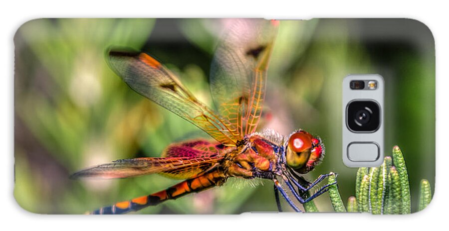 Wildlife Galaxy S8 Case featuring the photograph Calico Pennant by Traveler's Pics