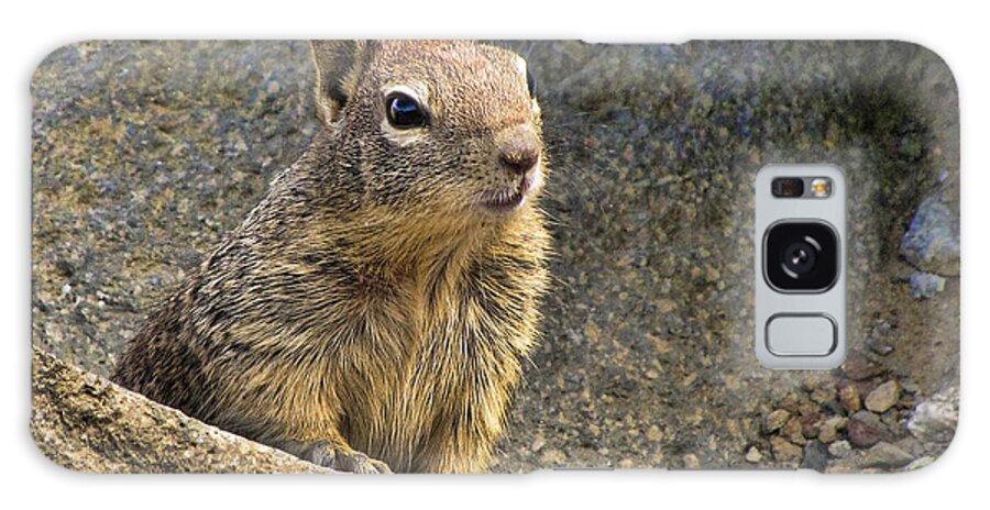 Squirrel Galaxy S8 Case featuring the photograph California Ground Squrrel by Helaine Cummins
