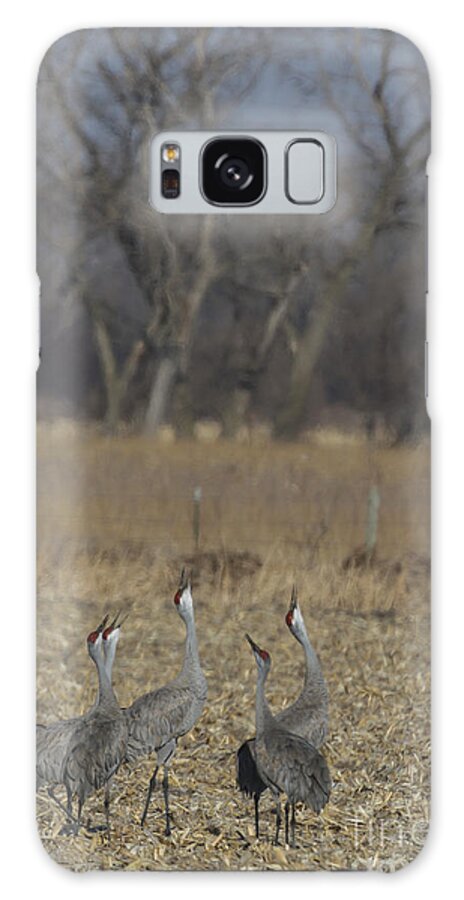 Crane Galaxy Case featuring the photograph Sandhill Cranes Calling for Backup by Steve Triplett