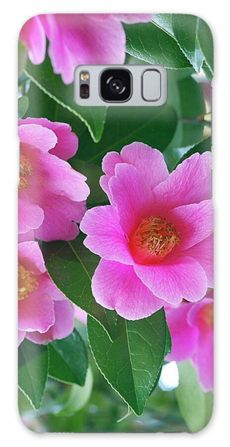 'donation' Galaxy Case featuring the photograph Camellia X Williamsii 'donation' by Neil Joy/science Photo Library