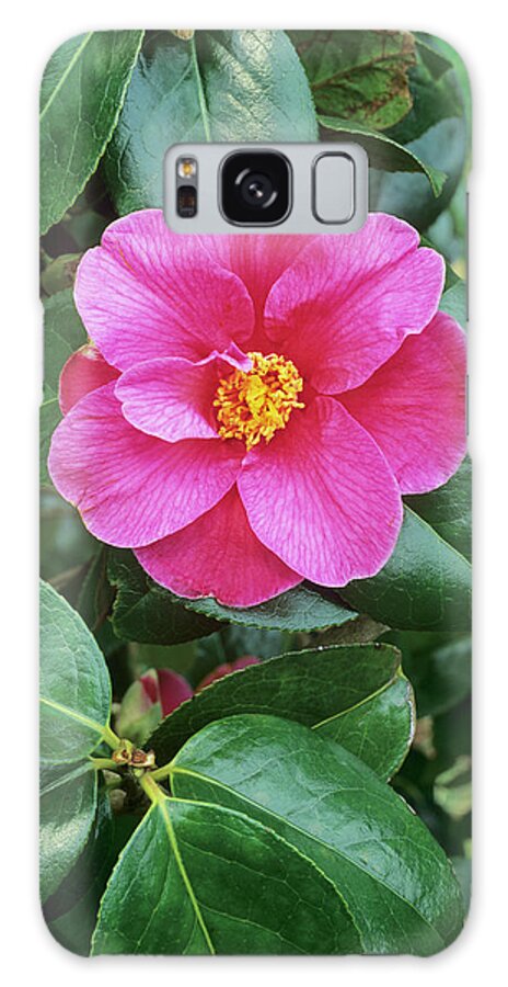Botany Galaxy Case featuring the photograph Camellia X Williamsii 'william Carlyon' by Geoff Kidd/science Photo Library