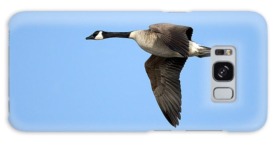 Canada Goose Galaxy Case featuring the photograph Canada Goose in Flight by Sharon Talson